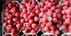 Sprzedam maliny deserowe ,zabezpieczone przed szarą pleśnią w opakowaniu