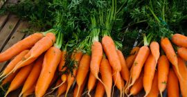 Marchewki wszystkich rozmiarów z najlepszymi cenami, w tym koszty