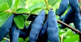 Dzień dobry kupie owoce jagody kamczackiej odmiany deserowe kanadyjskie