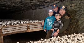 Cena eksportowa grzybów Oyster Shiitake do uprawy świeżej i