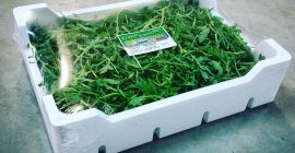 Rucola! Skontaktuj się z nami, aby uzyskać więcej informacji!