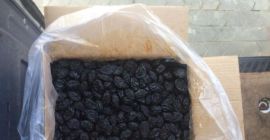 Firma produkcyjna, która rozszerza dystrybucję produktu (suszone śliwki -
