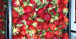 Kupuj truskawki w dużych i małych ilościach 1-5 ton