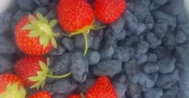 Oferuję owoce miodu na sprzedaż. Kolekcja rozpocznie się na