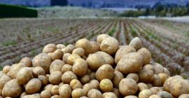 Ziemniak Cebula Uzbekistan Pochodzenie Kapusta gatunku Jesteśmy zwolnionymi produktami