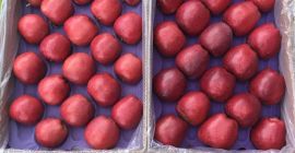 Dostarczamy amerykańskie świeże czerwone pyszne jabłka o wysokiej jakości.