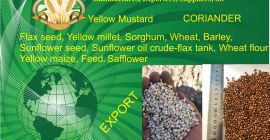 Nasiona lnu. 1000 mt. żółte proso-500 mt. kolendra. szafranowy,