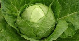 Jakość ziemniaków Cebula Uzbekistan Pochodzenie Kapusta gatunku Jesteśmy dostawcami