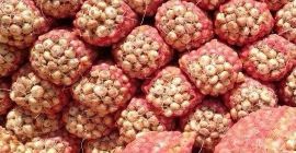 Originświeża cebula: 1. Pochodzenie: Niemcy 2. opakowanie: 10 kg