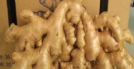 Cena hurtowa ekologicznego świeżego imbiru klasy premium Jesteśmy dostawcami