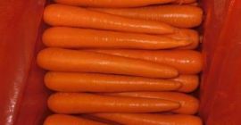 Marchew Odmiany: Marchewka Typ: Wspólne Certyfikacja 9001 Kolor: żółty,