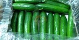 Specyfikacje świeży ogórek Z Cypru STOPIEŃ 1 Certyfikat Jakości