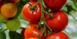 jesteśmy wiodącymi producentami wszystkich rodzajów świeżych warzyw na świecie,