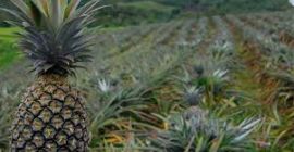 Świeże Ananasy 1. Medium: 1 do 1,4 kg /