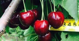 Nasza firma oferuje dostawę najlepszej czereśni z Ukrainy. Kaliber