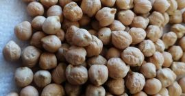 ciecierzyca lub groch turecki . Cicer arietinum jest z