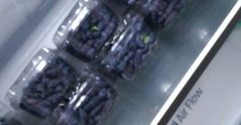 sprzedam owoce jagody kamczackiej zbiór ręczny, odmiany kanadyjskie AURORA