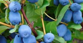 Sprzedam jagodę kamczacką - odmiana Wojtuś. Owoce obecnie jeszcze