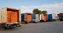 Cebula idealna dla PRZETWÓRSTWA (na obieranie), ze zbiorów 2019.