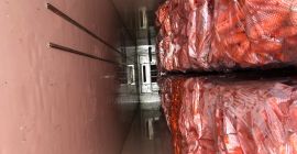 Stare marchewki z chłodni myte, pakowane i gotowe do