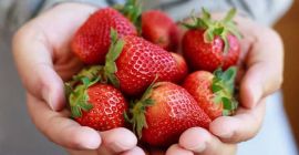 i will sell fresh and frozen Strawberry package in