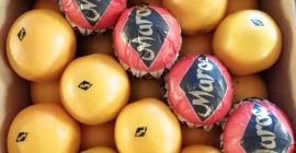 Marokańska Valencia Late Oranges _ SPRZEDAŻ oferuje wszystkie rodzaje