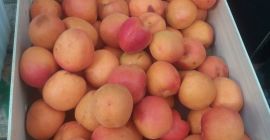 Sprzedam morele, import z Hiszpanii, świeża, ładna.