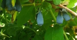 Zapraszam do zakupu owoców Jagody Kamczackiej odmiany Wojtek, Zojka