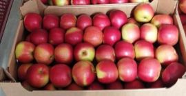 Idared, ładny, świeży, kaliber 70-90, odbiór w Grójcu.