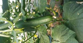 Sprzedam ogórek szklarniowy długi z własnej produkcji pod osłoną