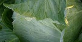 Świeża zielona kapusta Rozmiar: 500-1000g, 1000-1500g, 1500-2000g, 2000g-3000g, 3000g