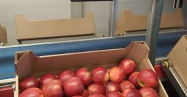 Prince, świeży, ładny, kaliber i opakowanie do uzgodnienia.