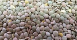 Polska firma oferuje do sprzedaży produkty rolne kazachstańskiego pochodzenia: