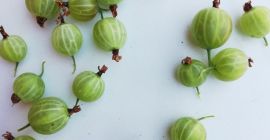 Sprzedam ładny zdrowy zielony agrest macurines zbiór kombajnów.