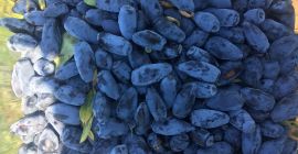 Sprzedam owoce jagody kamczackiej odmiana Wojtek , zojka