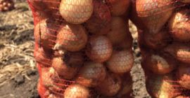 Cebula młoda rozmiar 5-10 , import Ukraina, ilości samochodowe.