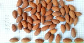 Migdał z Uzbekistanu Duże i małe migdały hurtowe w