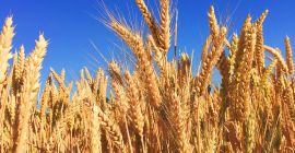TechnoAgro Strategists Limited od momentu powstania przekształciło się w