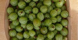 Sprzedam agrest 20-25 ton, odmiana Mucurines, ładny, gruby owoc