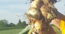 Produkcja suchej cebuli 2019 Ilość dostępna 15T od 06.07.2019