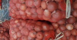OOO „AGRO IBRAT”, Andijan, Uzbekistan regularnie oferuje cebulę w