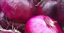 oferuje cebulę regularnie w cenie 400 USD / tonę