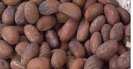 gorzki kola garcinia kola kolanut gorzki orzech kola Jeden