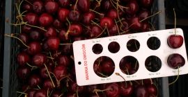 Witam Oferuję na sprzedaż owoce czereśni w ilościach hurtowych