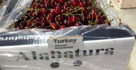 Czereśnia Alashehir, 30 dni gwarancji. Specjalne opakowanie, dowolne opakowanie