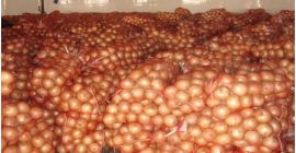 Fresh onions Sizes 5-7 cm, 7-9 cm and so