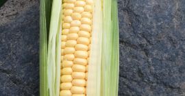 Sprzedam kolby kukurydzy słodkiej SWEET NUGEET.