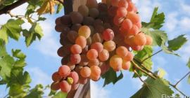 Sprzedaż winogron. Krajem produkcji jest Uzbekistan. Bardzo słodki. Możemy