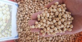 Będę sprzedawać ciecierzycę (irański kolor żółty) z Uzbekistanu. Zapewnienie