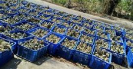 Rozmiar 300 gramów żółty słodki jakość gwarantowana pierwszorzędny ananas